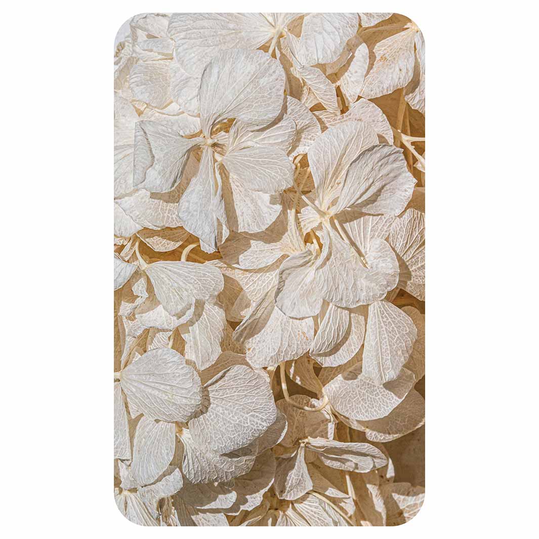 FLORAL CREAM BLEACHED HYDRANGEA LEAVES KITCHEN TOWEL