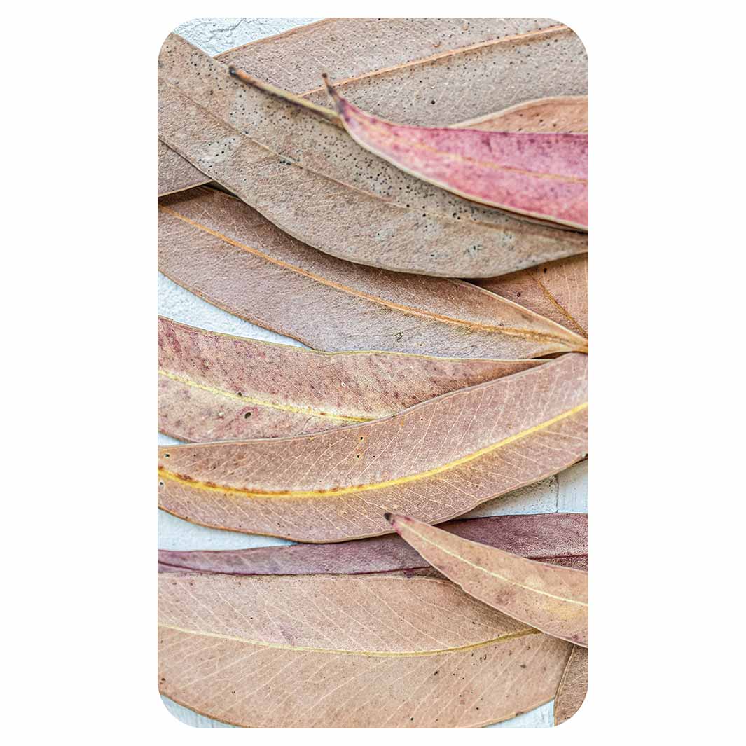 LEAVES PINK DRIED LEAVES KITCHEN TOWEL