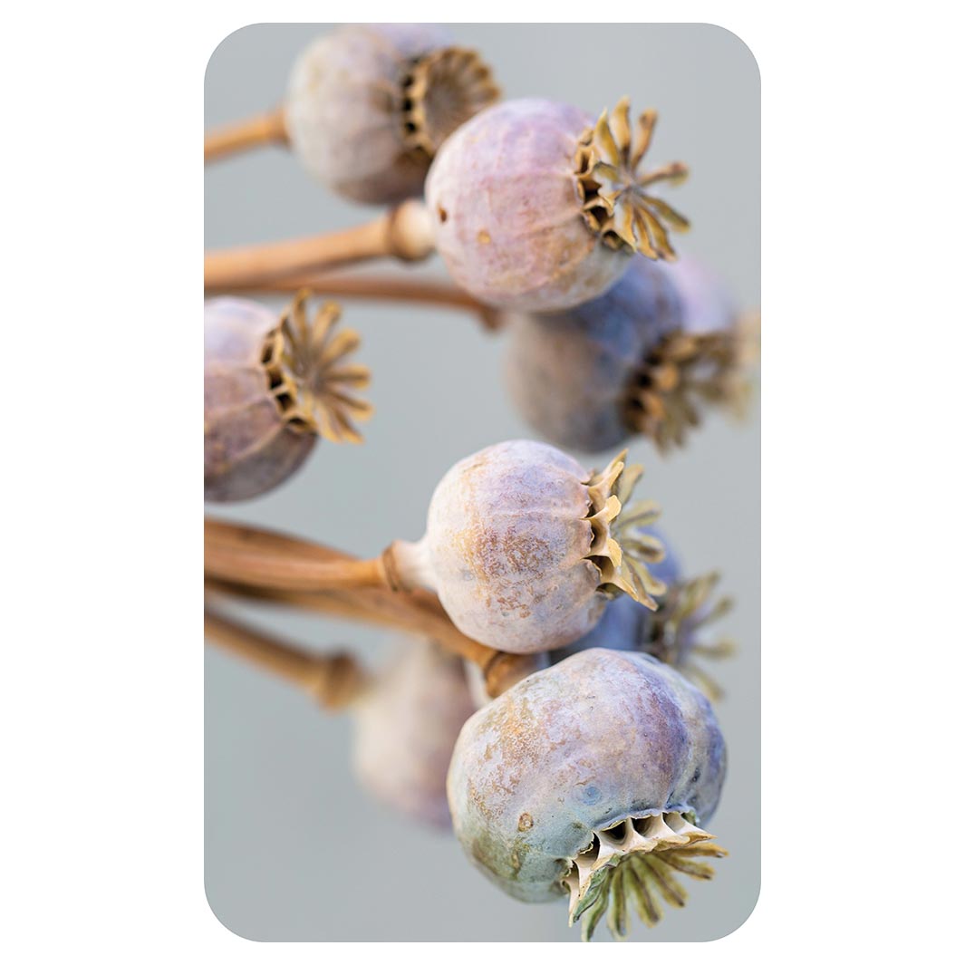 NATURAL PURPLE GIANT POPPY SEED BUNCH ON GREY KITCHEN TOWEL