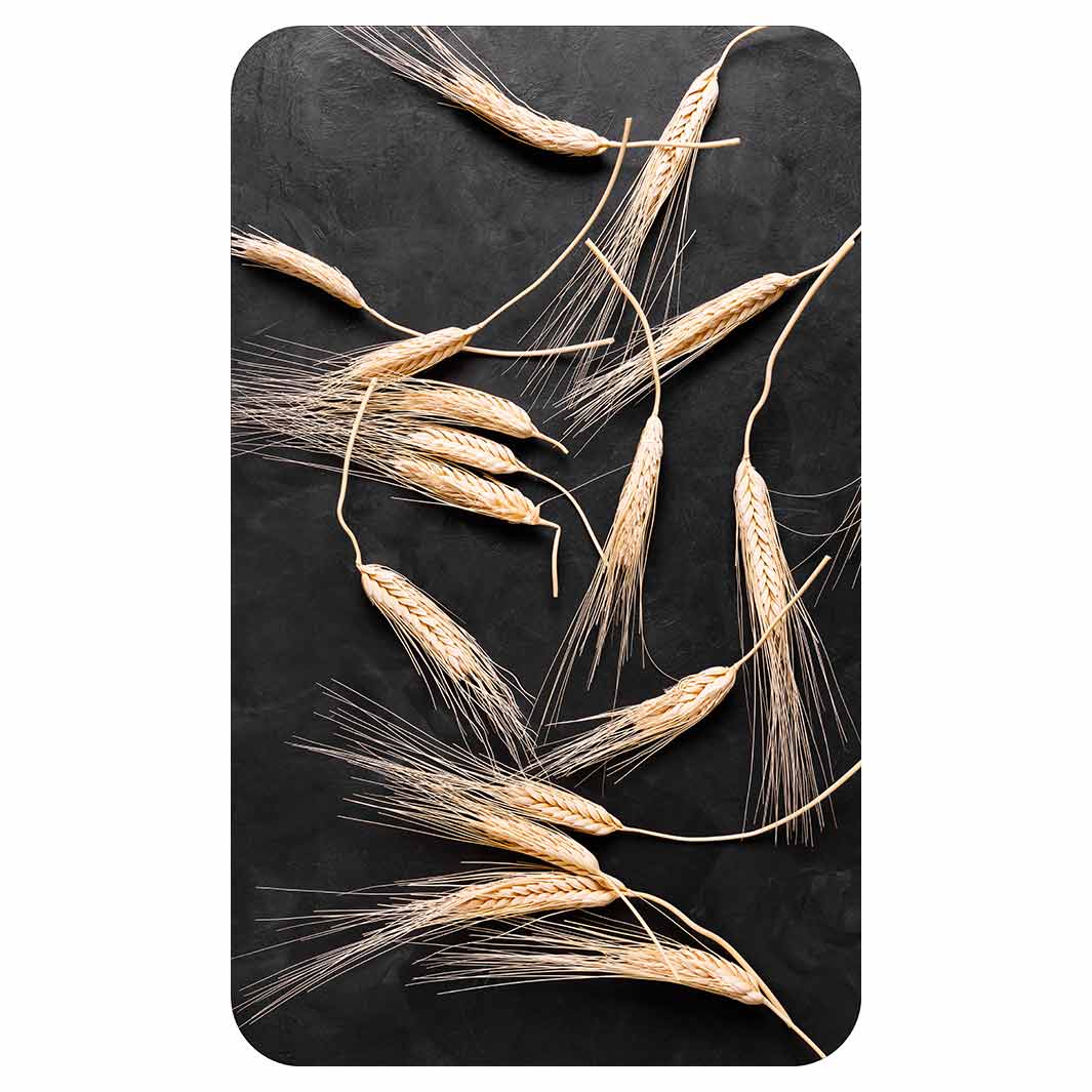 SCATTERED WHEAT ON BLACK KITCHEN TOWEL