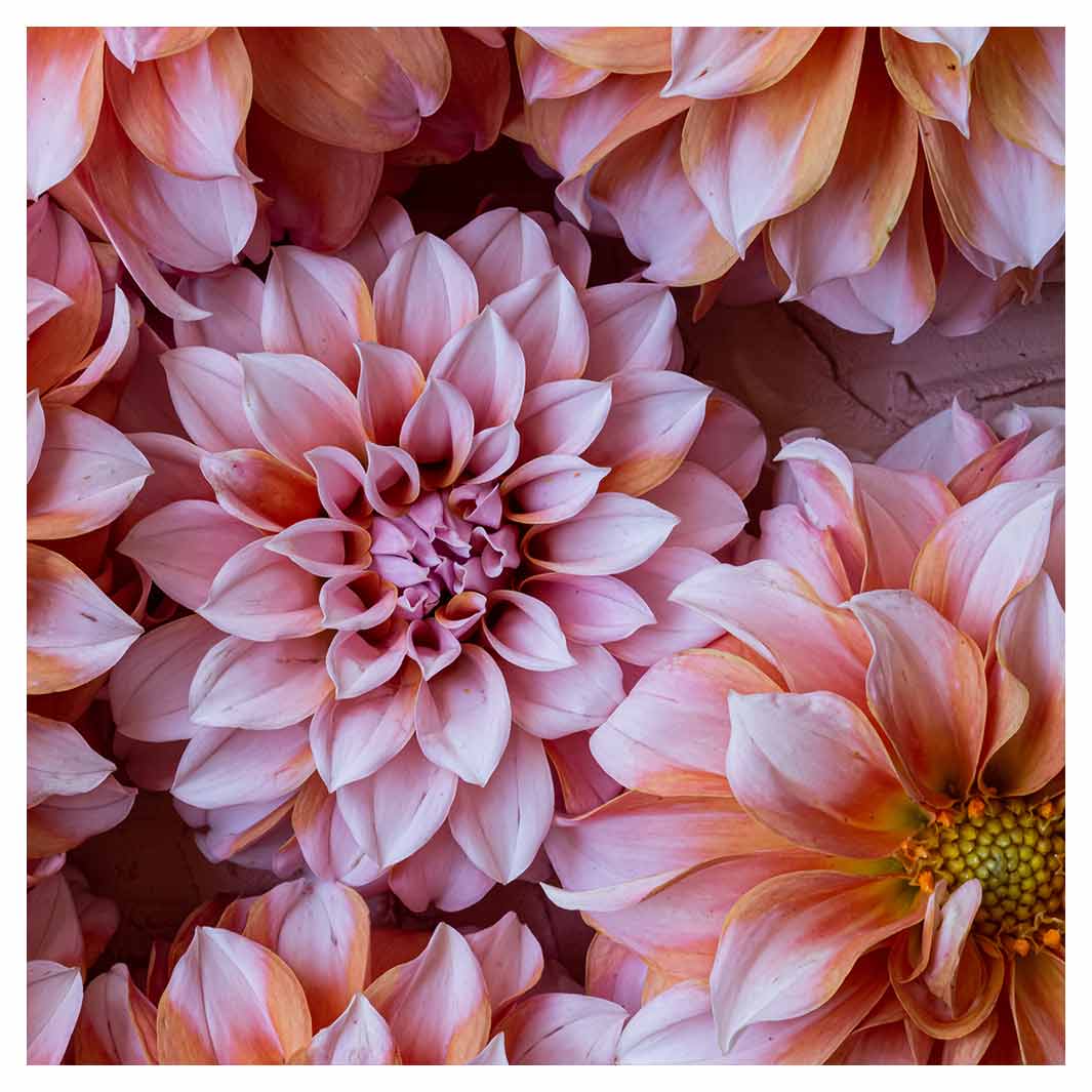 FLORAL PINK AND ORANGE DAHLIA FLOWERS MAKE-UP BAG