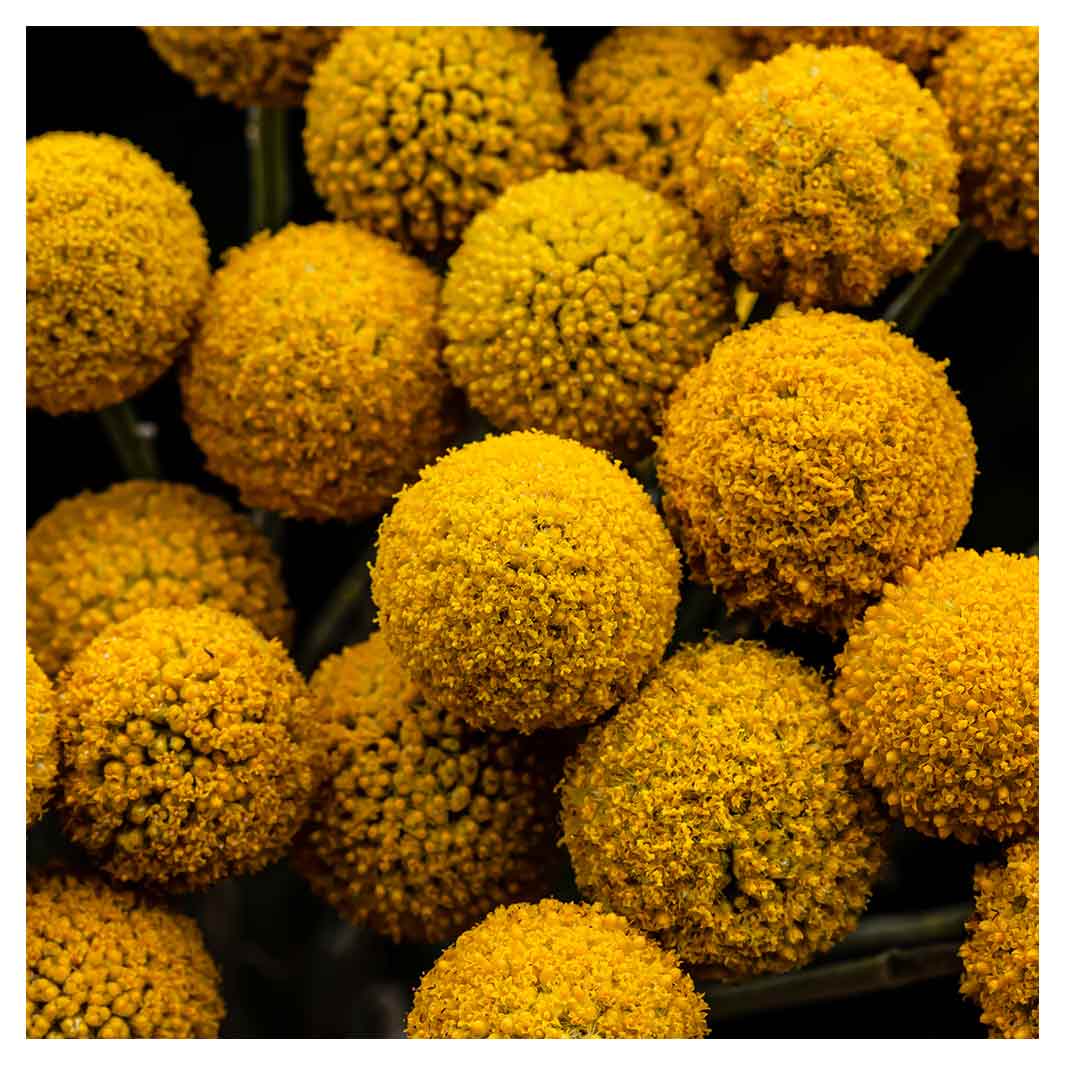 NATURAL YELLOW CRASPEDIA BILLY BUTTON BALLS MAKE-UP BAG