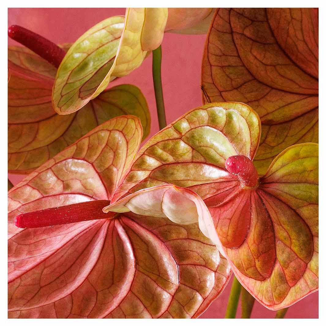 anthurium cognac ANTHURIUM LIGHT PINK AND GREEN ON MAGENTA MAKE-UP BAG