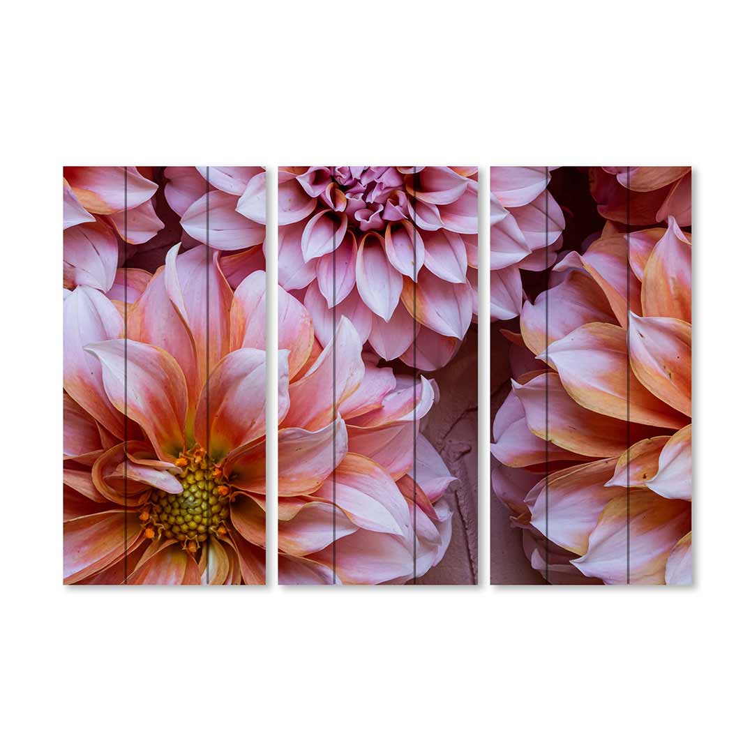 FLORAL PINK AND ORANGE DAHLIA FLOWERS MDF 3 PIECE COLLAGE