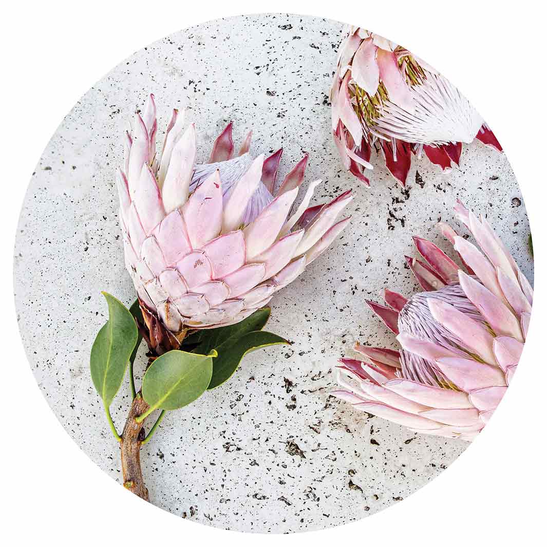 FLORAL PINK PROTEAS ON WHITE MOUSEPAD