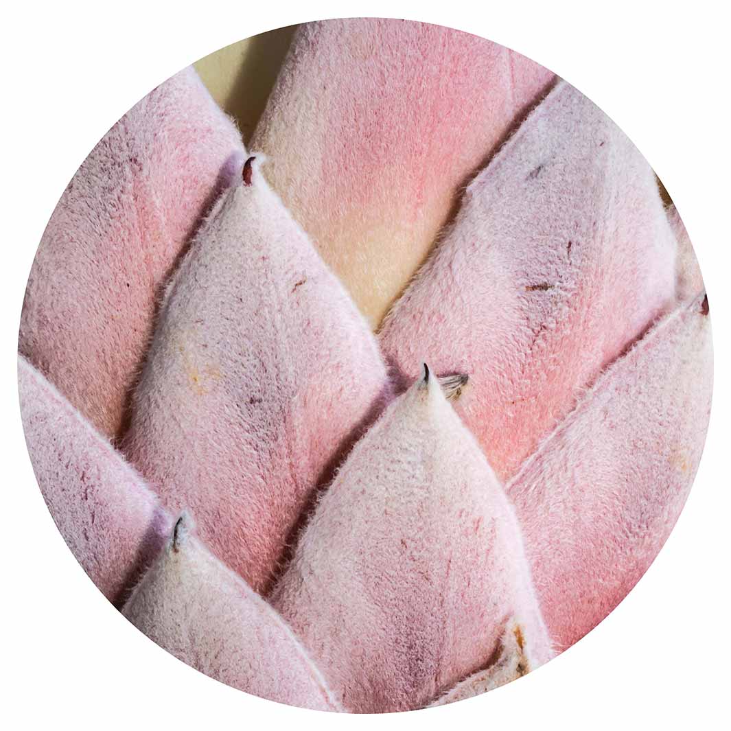 FLORAL DEEP PINK KING PROTEA LEAVES MOUSEPAD