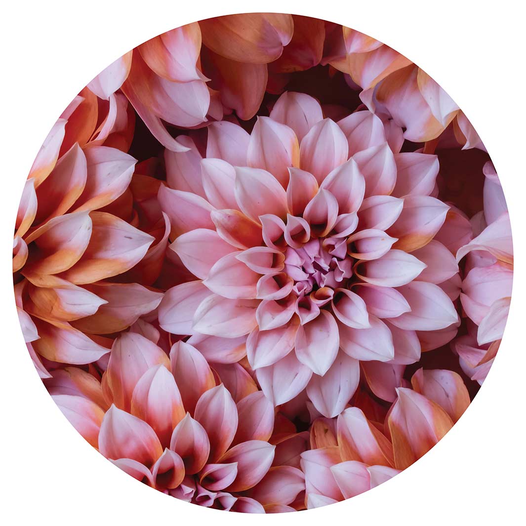FLORAL PINK AND ORANGE DAHLIA FLOWERS MOUSEPAD