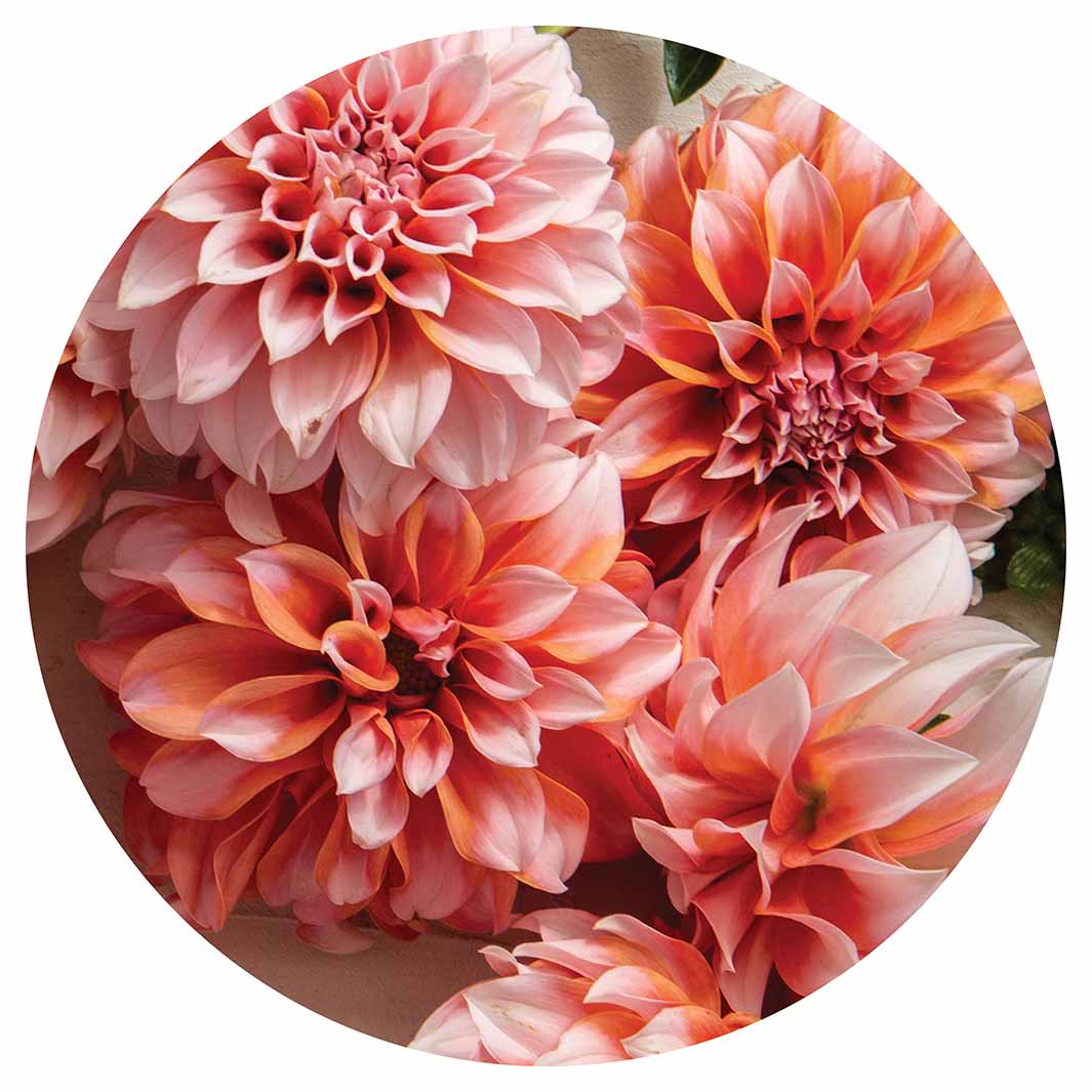 FLORAL ORANGE SCATTERED DAHLIAS WITH LEAVES MOUSEPAD