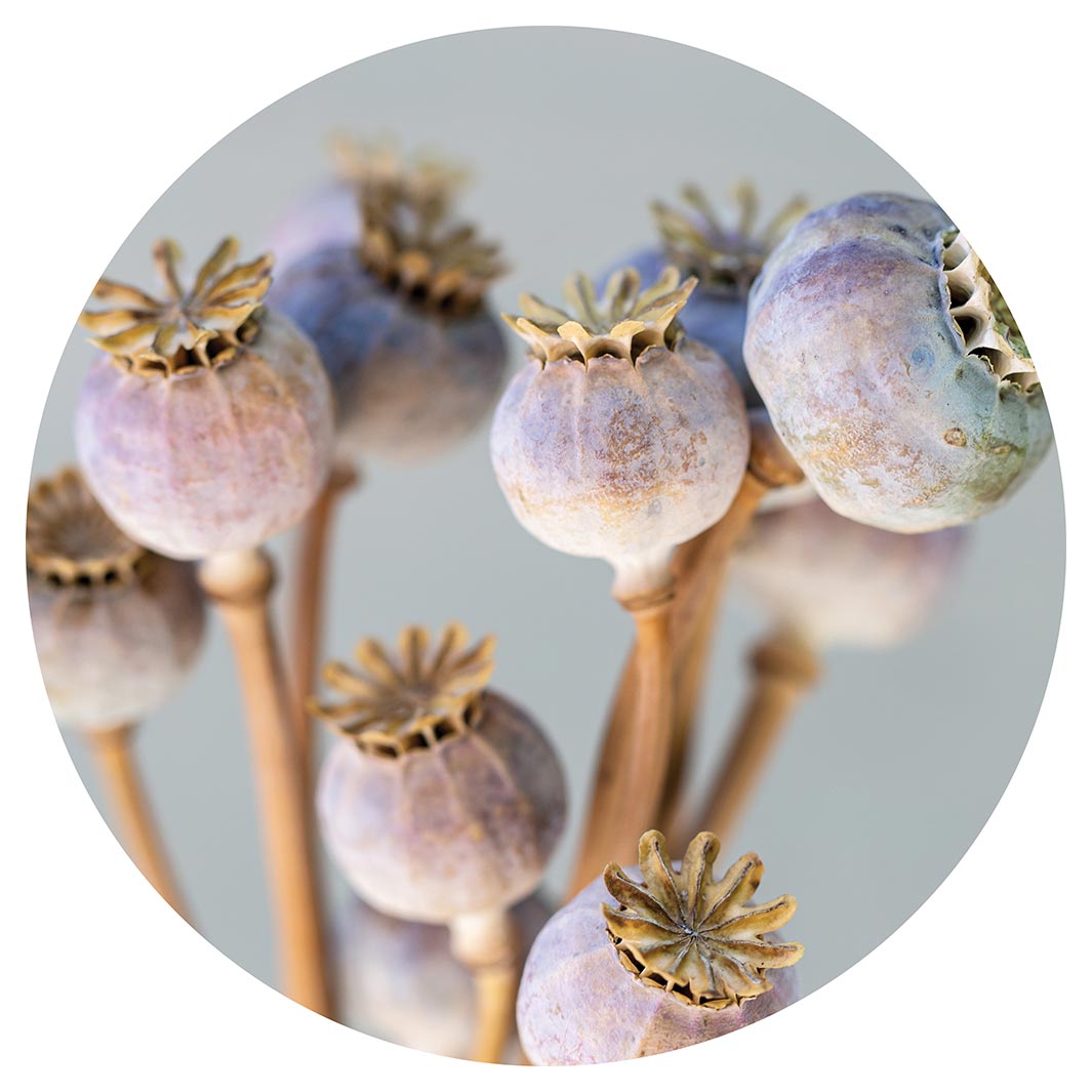 NATURAL PURPLE GIANT POPPY SEED BUNCH ON GREY MOUSEPAD