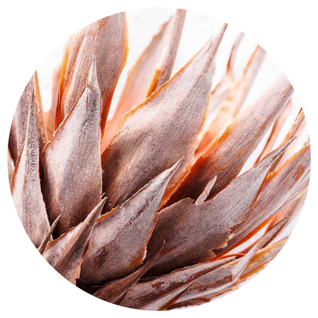 DRIED RUSTIC PINK PROTEA MOUSEPAD
