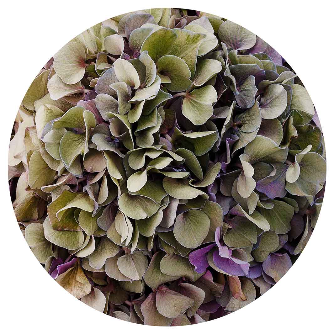 HYDRANGEA DEEP FLORAL TONES MOUSEPAD