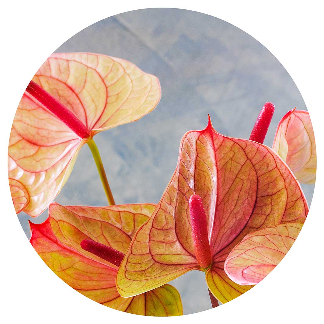ANTHURIUM LIGHT PINK AND GREEN ON BLUE MOUSEPAD