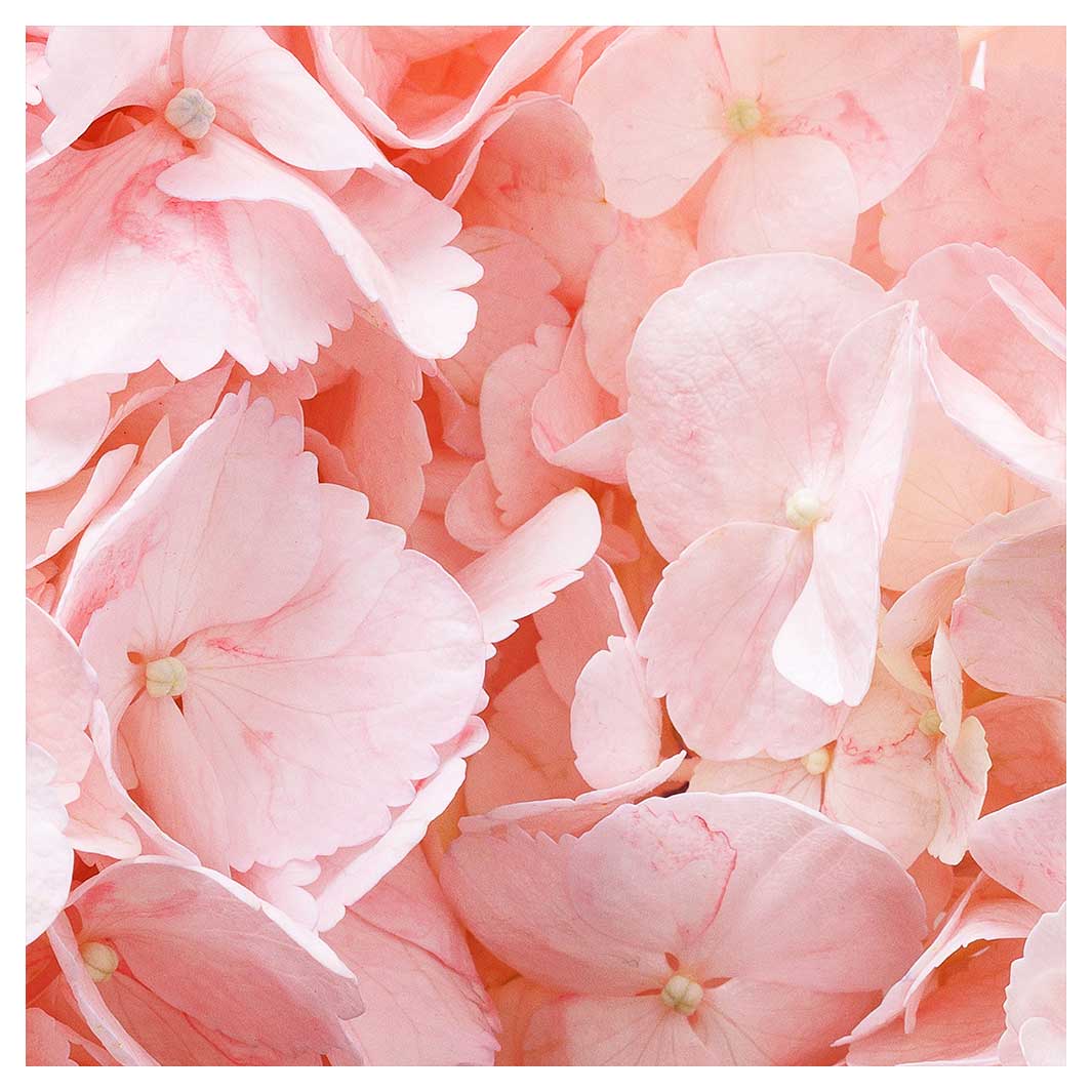 HYDRANGEA SOFT PINK NAPKIN