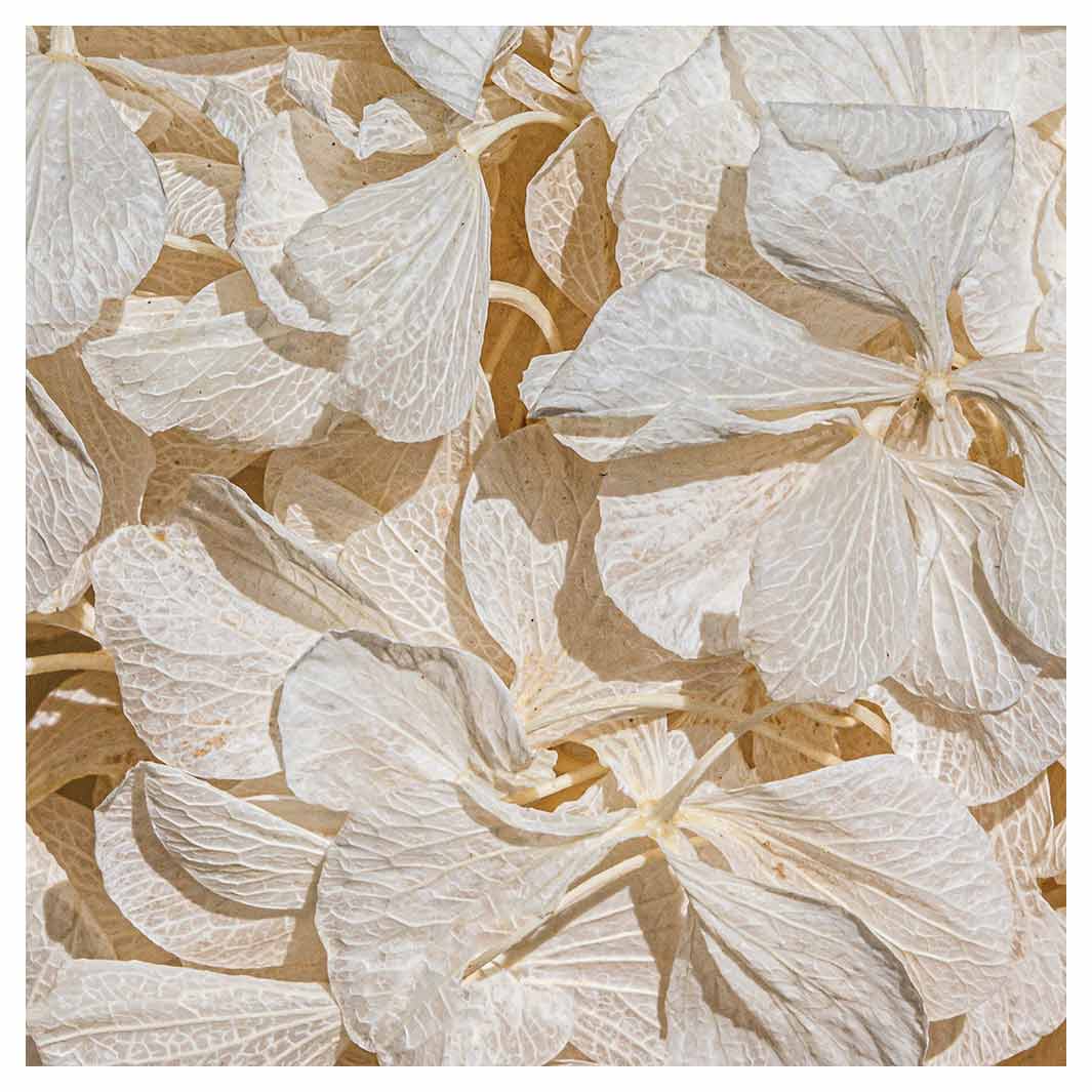 FLORAL CREAM BLEACHED HYDRANGEA LEAVES NAPKIN