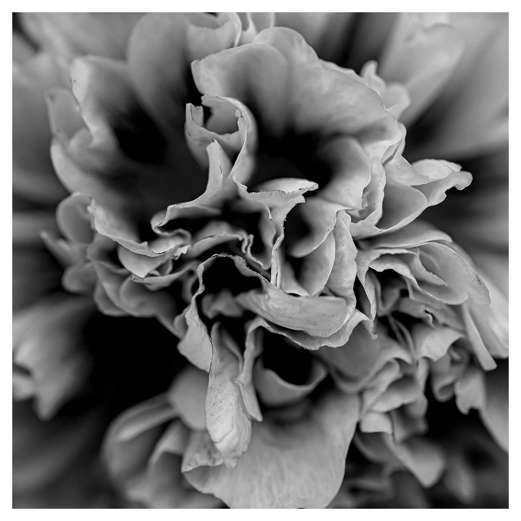 FLORAL BLACK AND WHITE PEONY NAPKIN