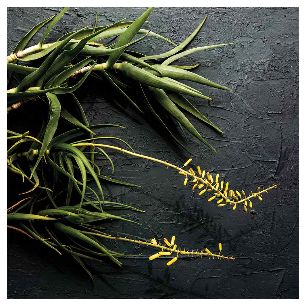 NATURAL YELLOW BLOSSOMS ALOE BUSH ON GREY NAPKIN