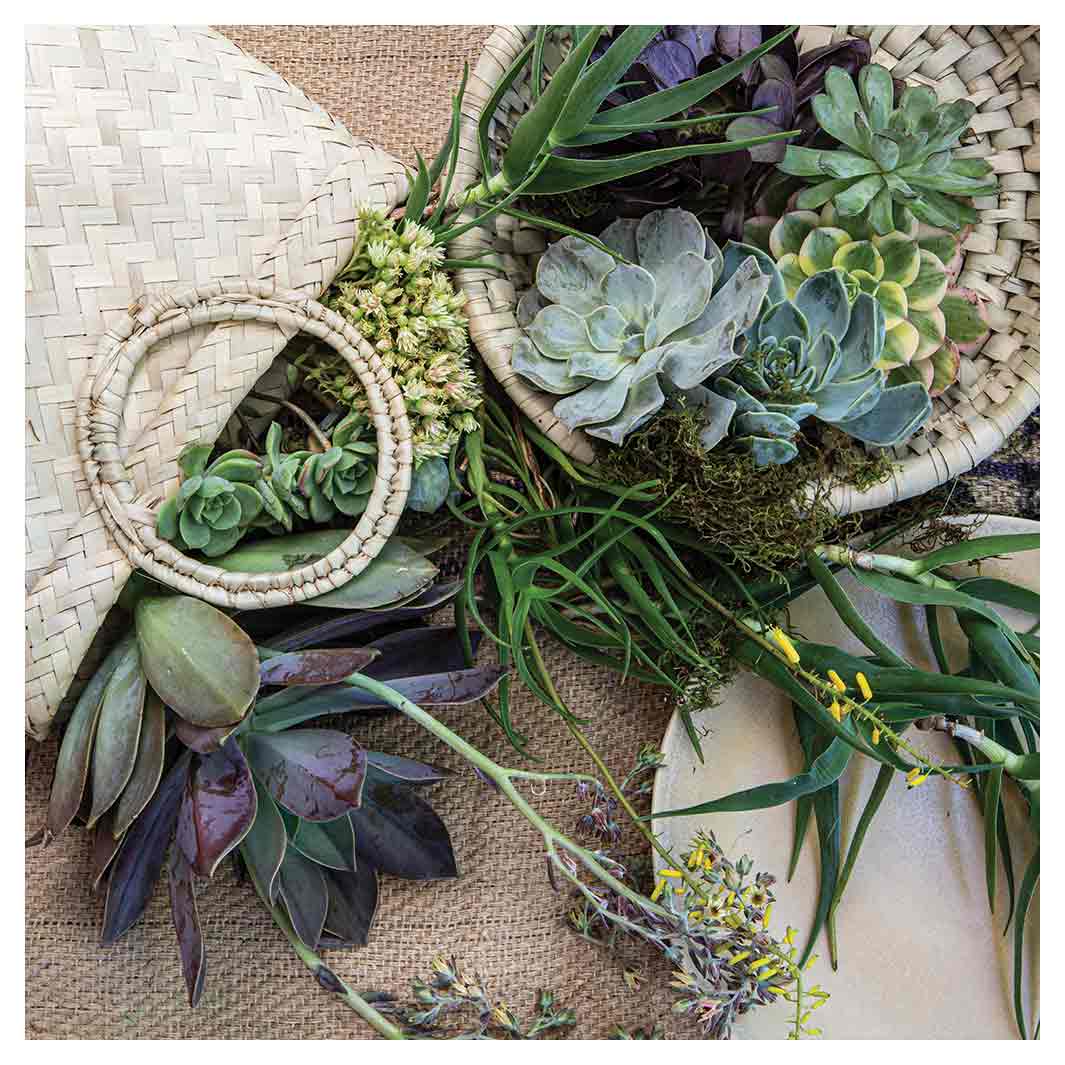 NATURAL GREEN ALOE BOUQUET IN BASKET ON HESSIAN NAPKIN