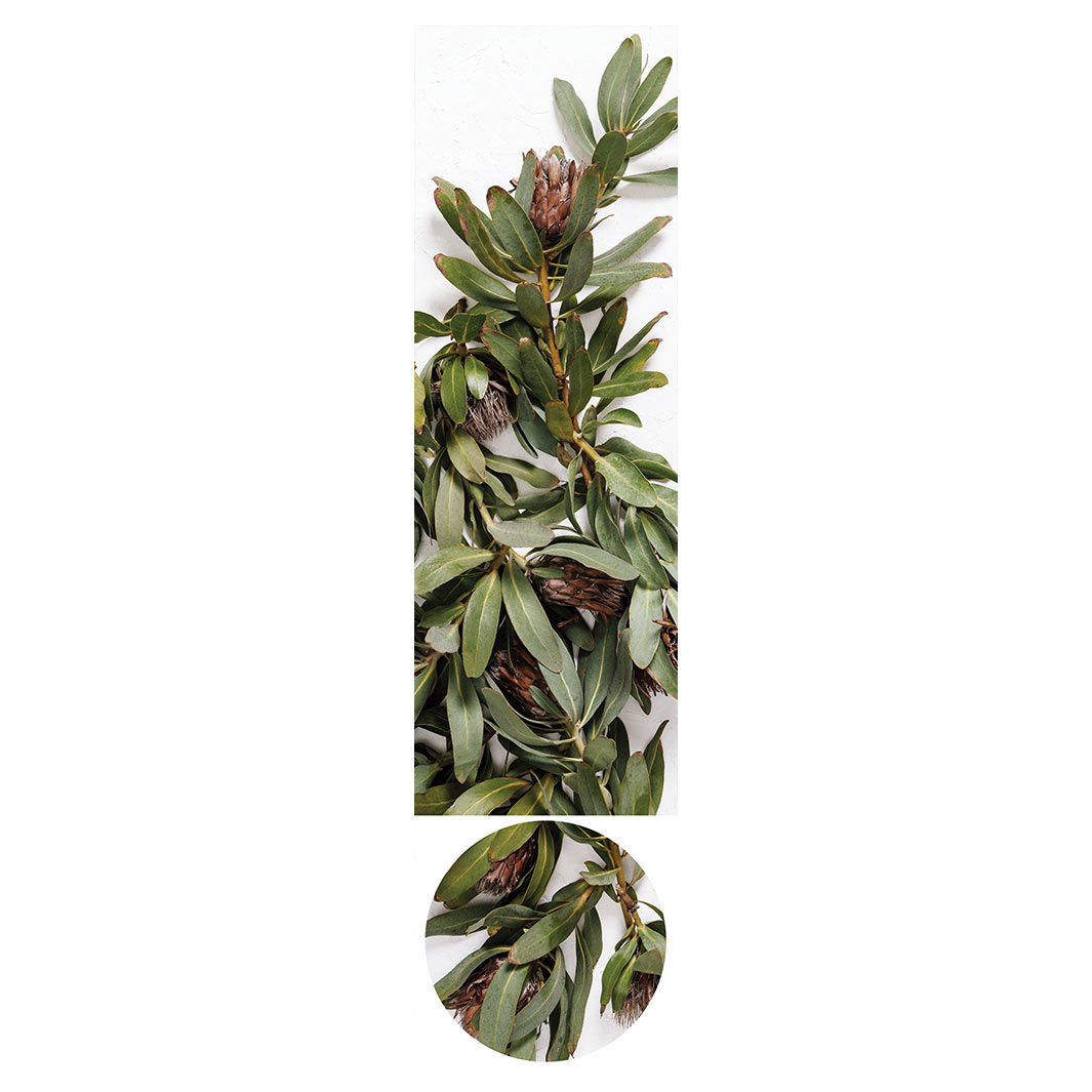 DRIED PROTEA WITH GREEN LEAVES OTTOMAN