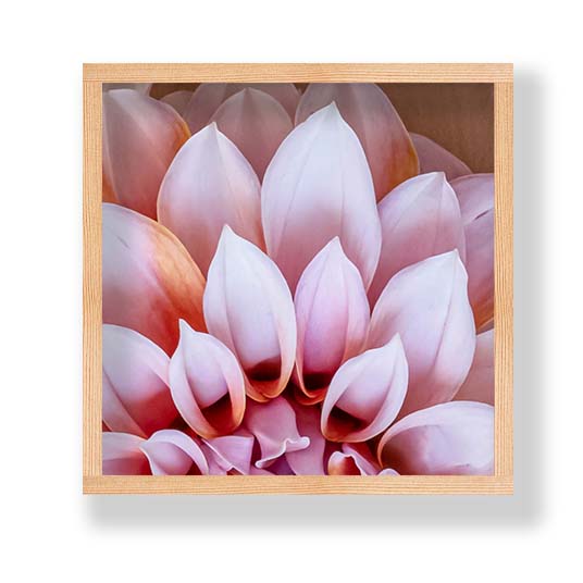FLORAL LIGHT PINK AND ORANGE DAHLIA FLOWERS PINE BOX