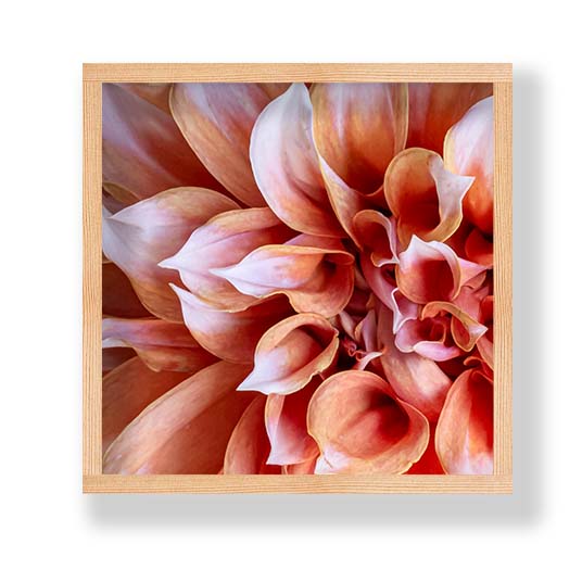 FLORAL PINK DAHLIA PINE BOX