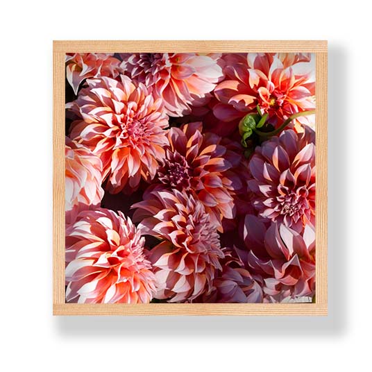 FLORAL ORANGE SCATTERED DAHLIAS WITH LEAVES