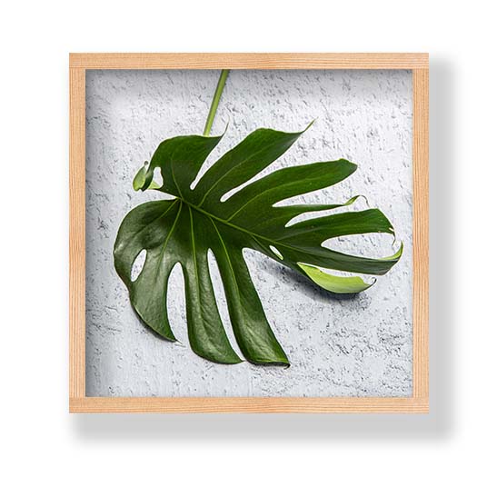 LEAVES GREEN MONSTERA LEAF PINE BOX