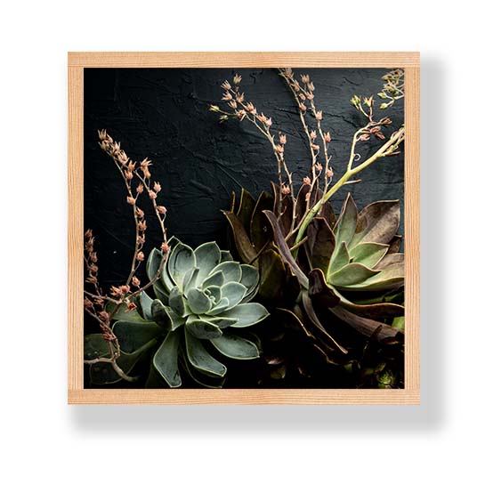 NATURAL GREEN ALOE BUSH WITH LEAVES PINE BOX