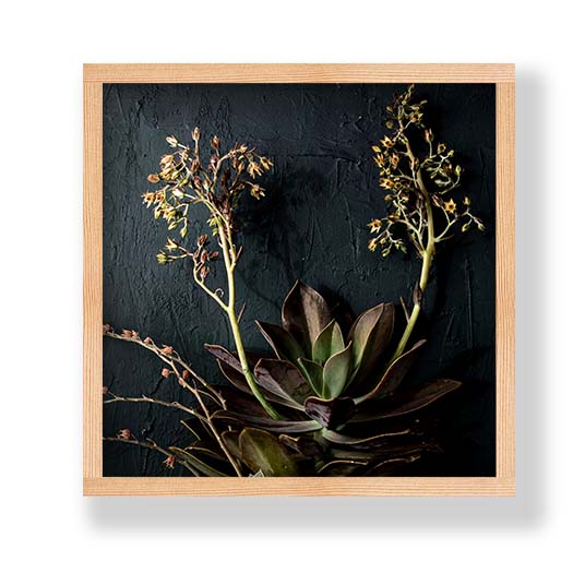 NATURAL GREEN ALOE BUSH WITH BLOSSOMS PINE BOX