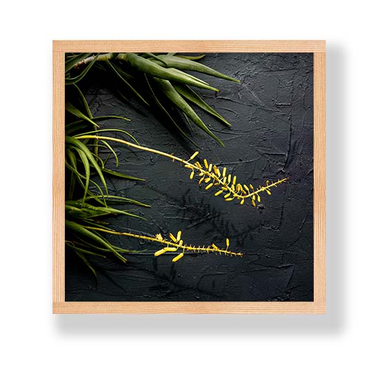 NATURAL YELLOW BLOSSOMS ALOE BUSH ON GREY PINE BOX