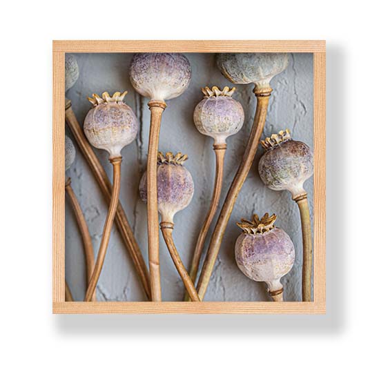 NATURAL PURPLE GIANT POPPY SEEDS ON GREY PINE BOX