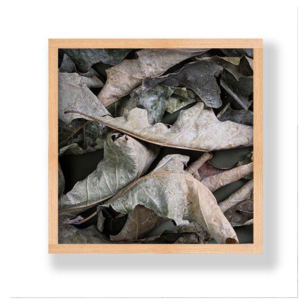 MONOCHROMATIC GREY GREEN LEAVES PINE BOX
