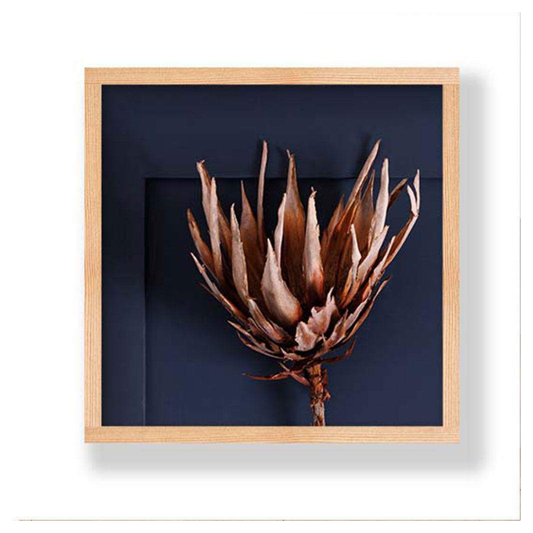 SINGLE DRIED LIGHT PROTEA ON NAVY PINE BOX