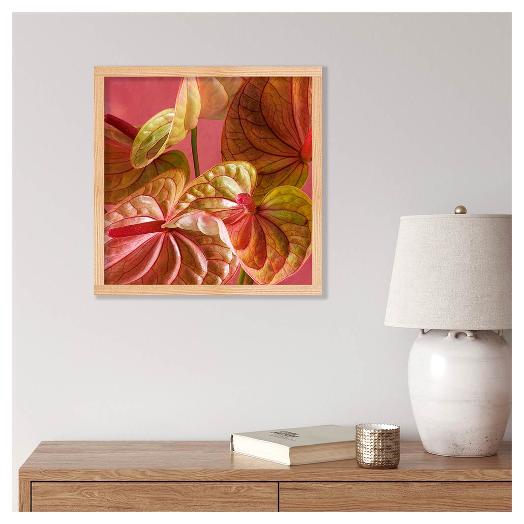 ANTHURIUM LIGHT PINK AND GREEN ON MAGENTA PINE BOX