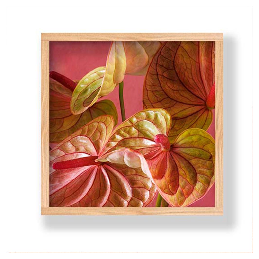 ANTHURIUM LIGHT PINK AND GREEN ON MAGENTA PINE BOX