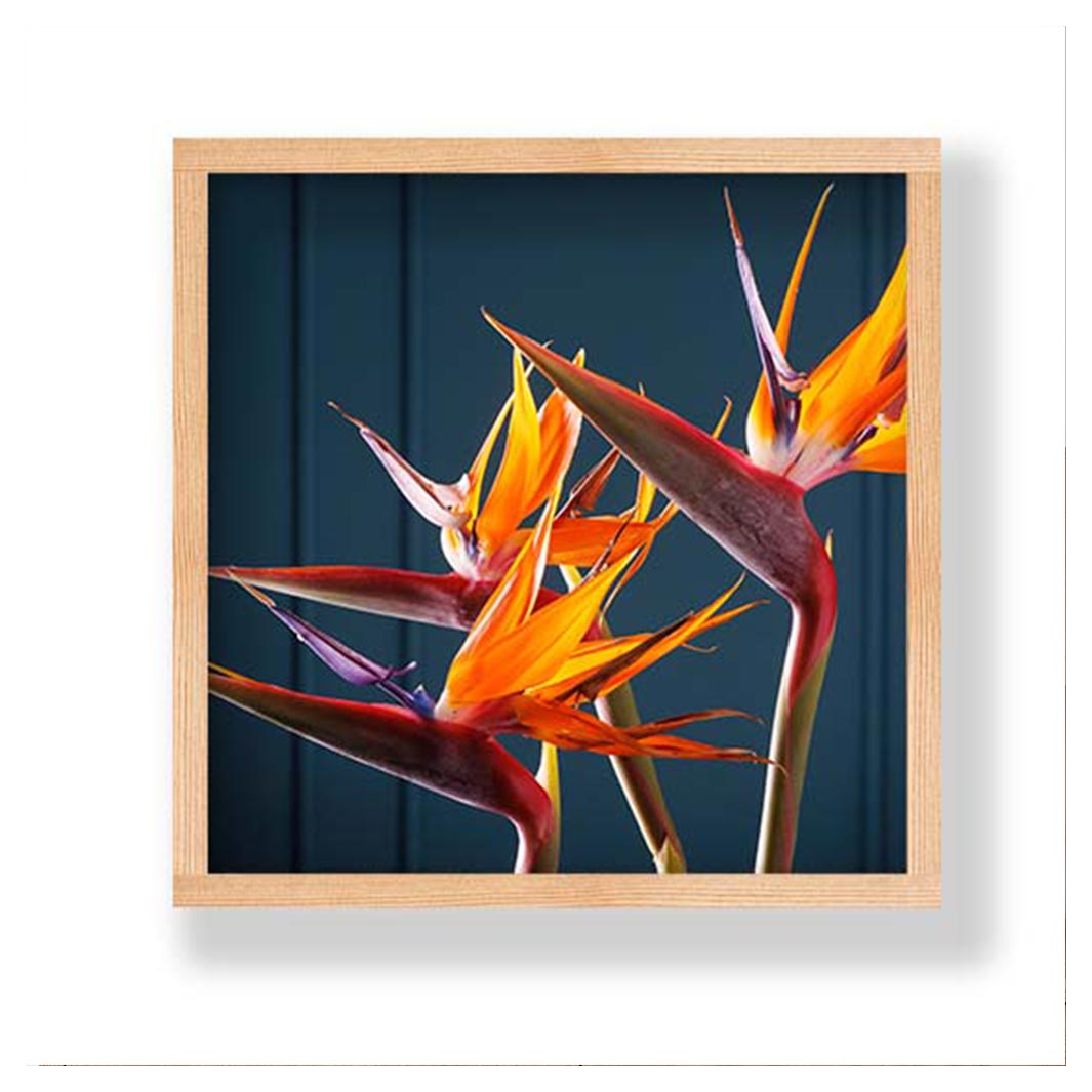 STRELITZIA TRIO ON RICH BLUE PINE BOX