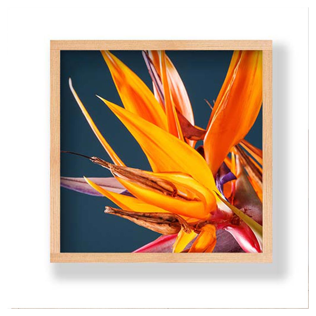 STRELITZIA ORANGE ON BLUE PINE BOX