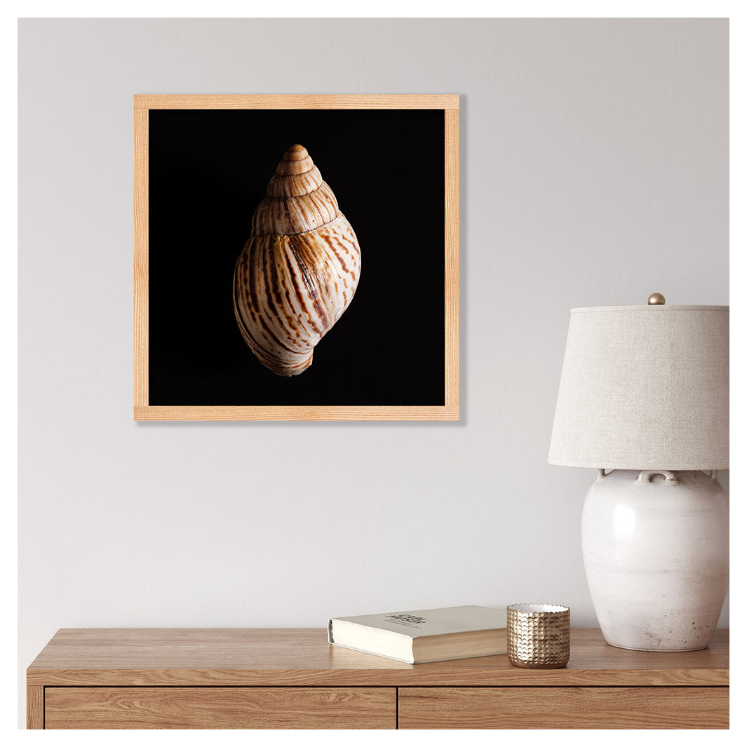 SMOOTH SEA SHELL ON BLACK PINE BOX