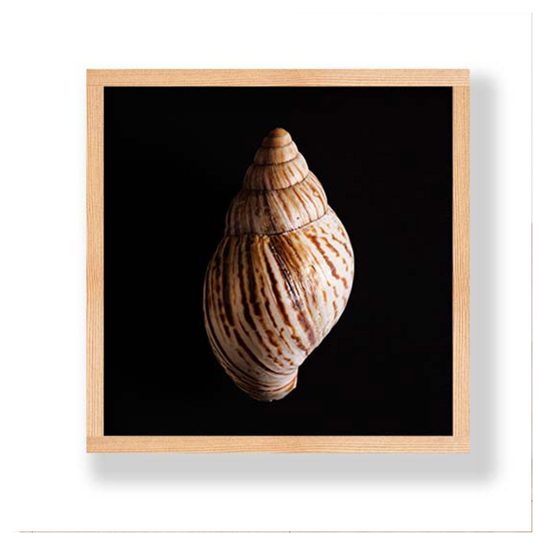 SMOOTH SEA SHELL ON BLACK PINE BOX