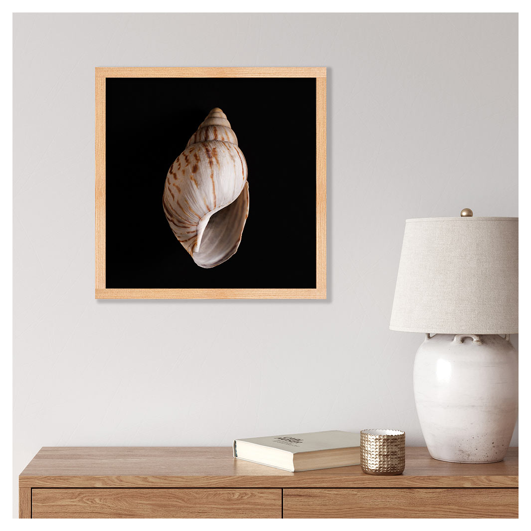 SMOOTH SEA SHELL INSIDE ON BLACK PINE BOX