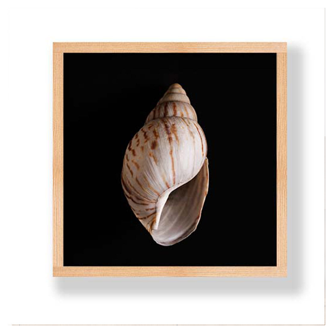 SMOOTH SEA SHELL INSIDE ON BLACK PINE BOX