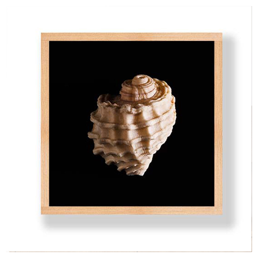 TEXTURED SEA SHELL INSIDE ON BLACK PINE BOX
