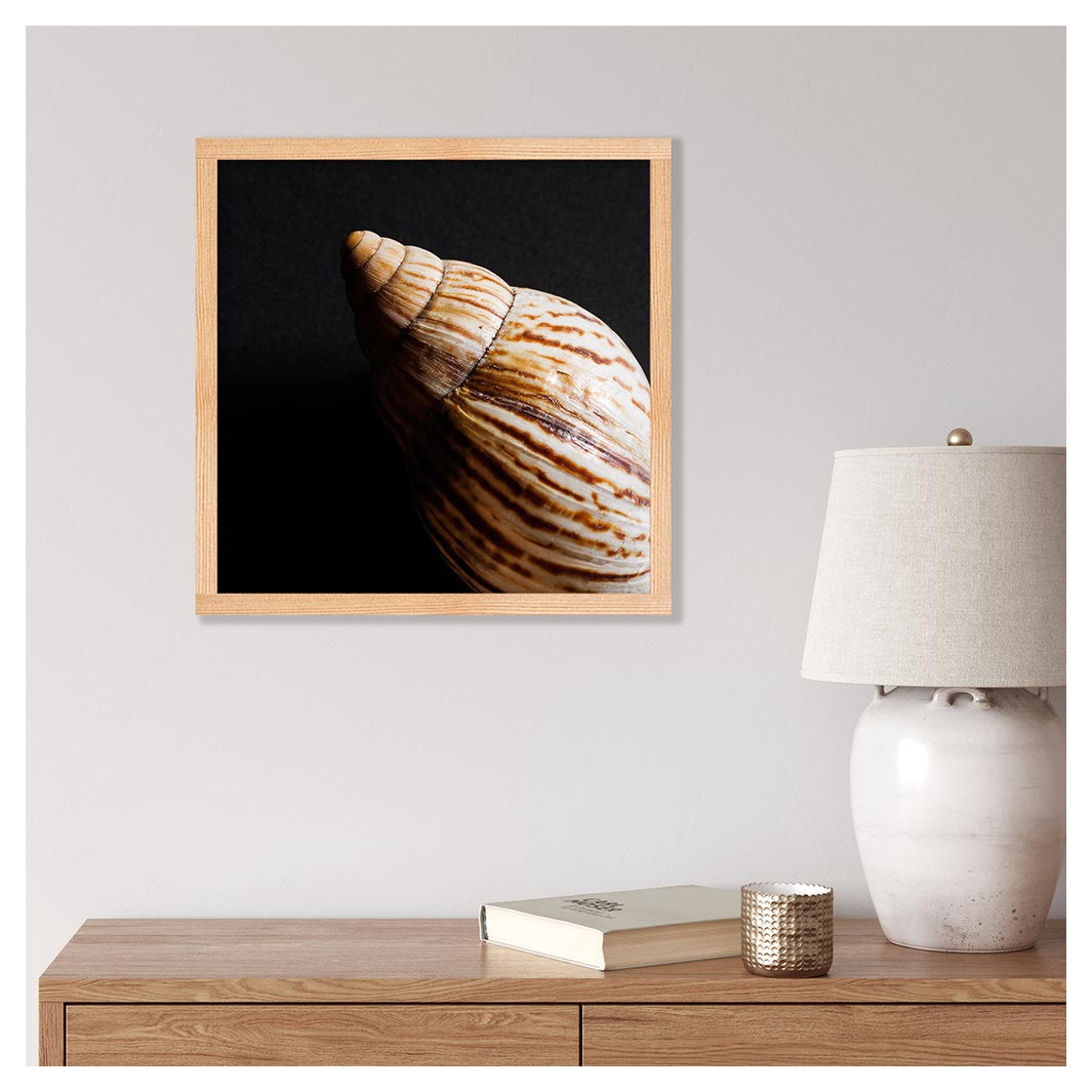 DIAGONAL SMOOTH SEA SHELL ON BLACK PINE BOX