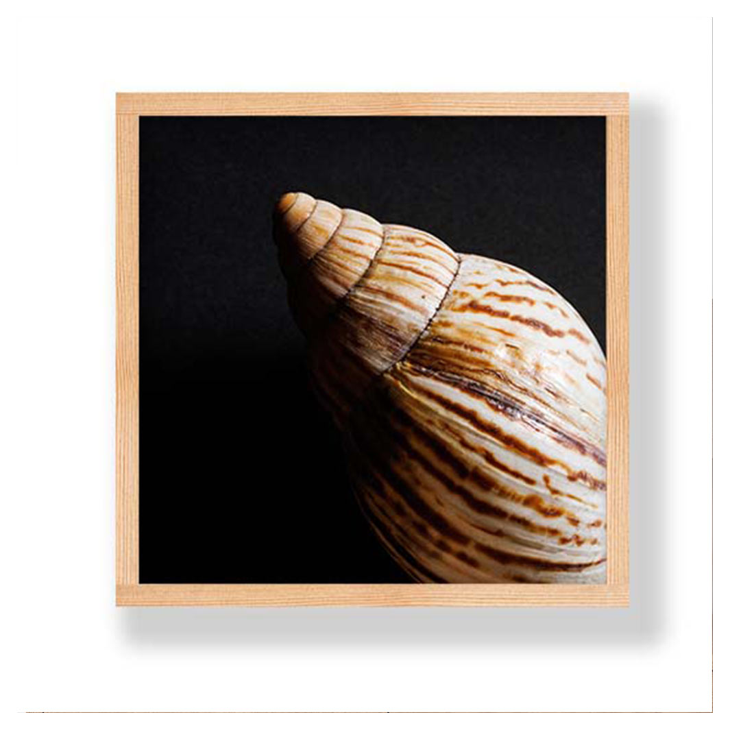 DIAGONAL SMOOTH SEA SHELL ON BLACK PINE BOX