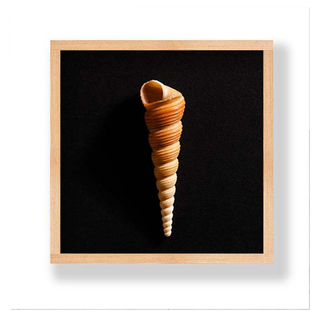 SCREW SEA SHELL INSIDE ON BLACK PINE BOX