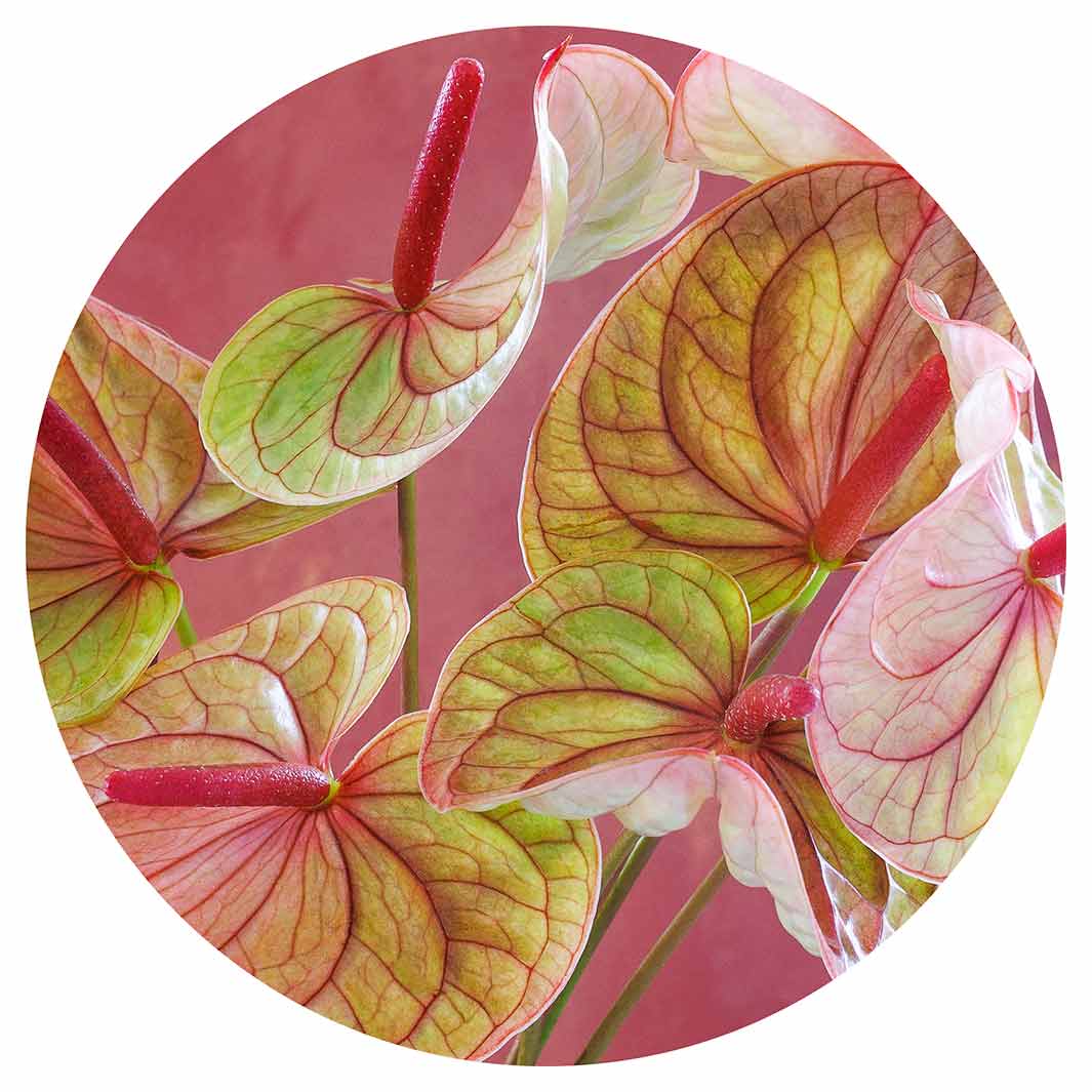 ANTHURIUM LIGHT PINK AND GREEN ON MAGENTA POT STAND