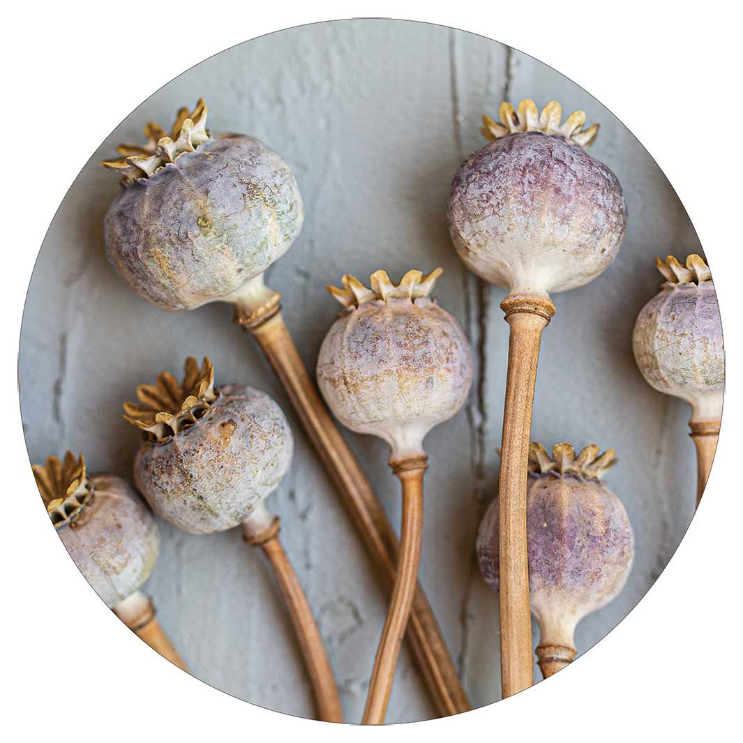 NATURAL PURPLE GIANT POPPY SEEDS ON GREY POT STAND