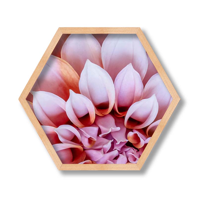 FLORAL PINK AND ORANGE DAHLIA FLOWERS PINE HEX
