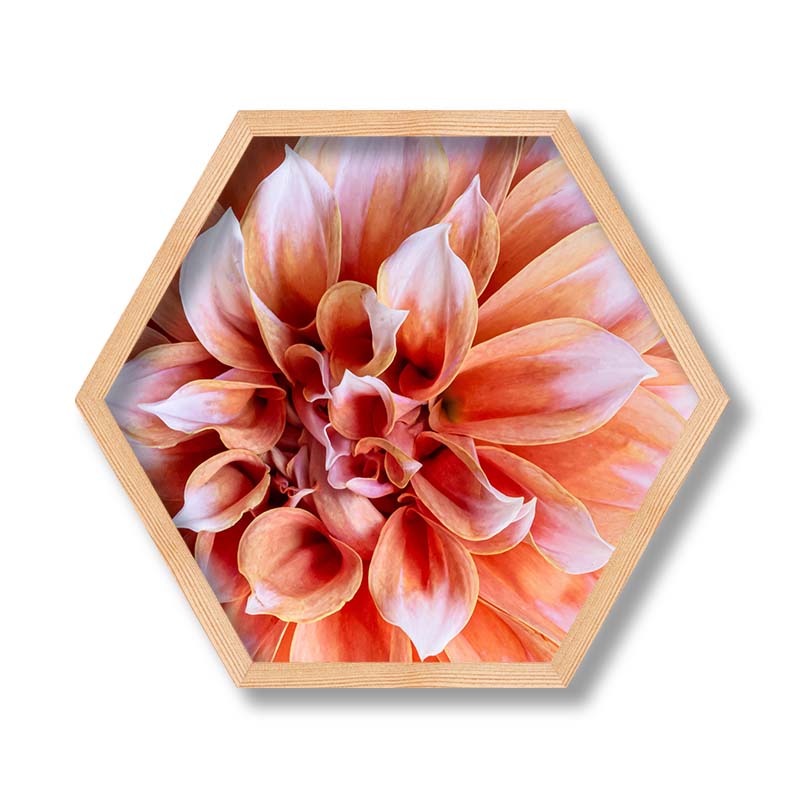 FLORAL PINK DAHLIA PINE HEX