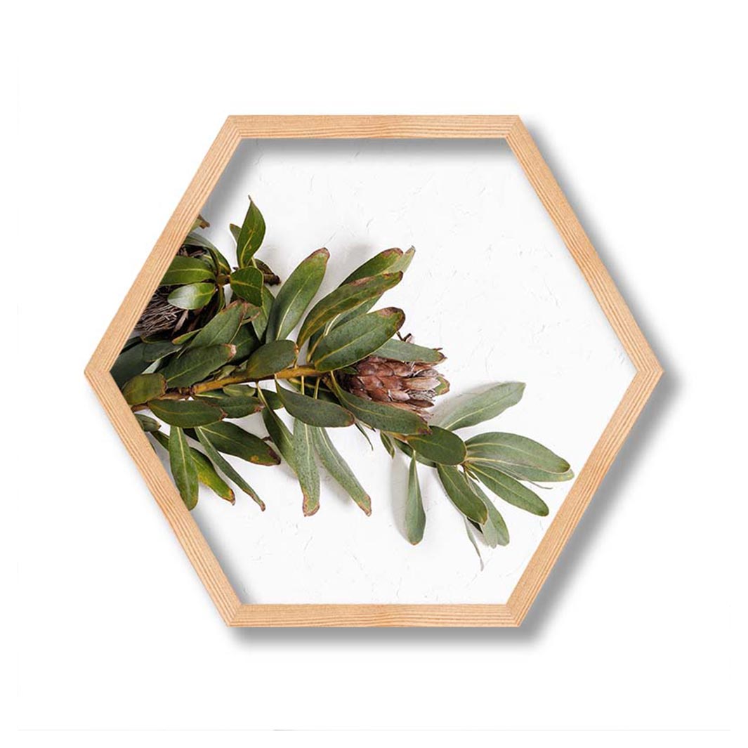 DRIED PROTEA WITH GREEN LEAVES PINE HEX