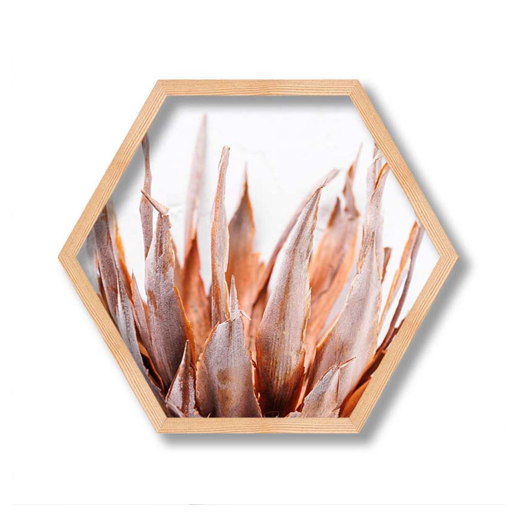 DRIED PINK PROTEA PINE HEX